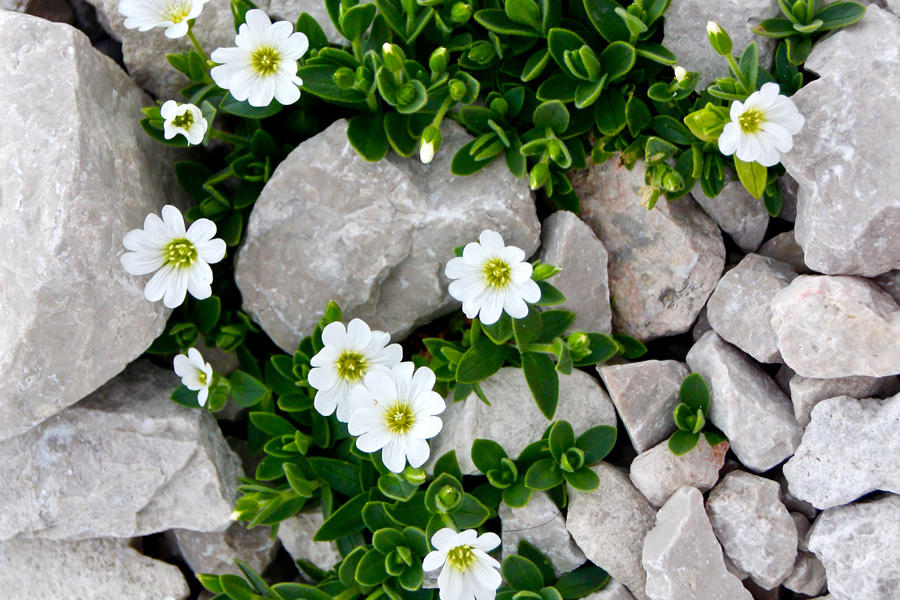 Március: Megpróbáltatások